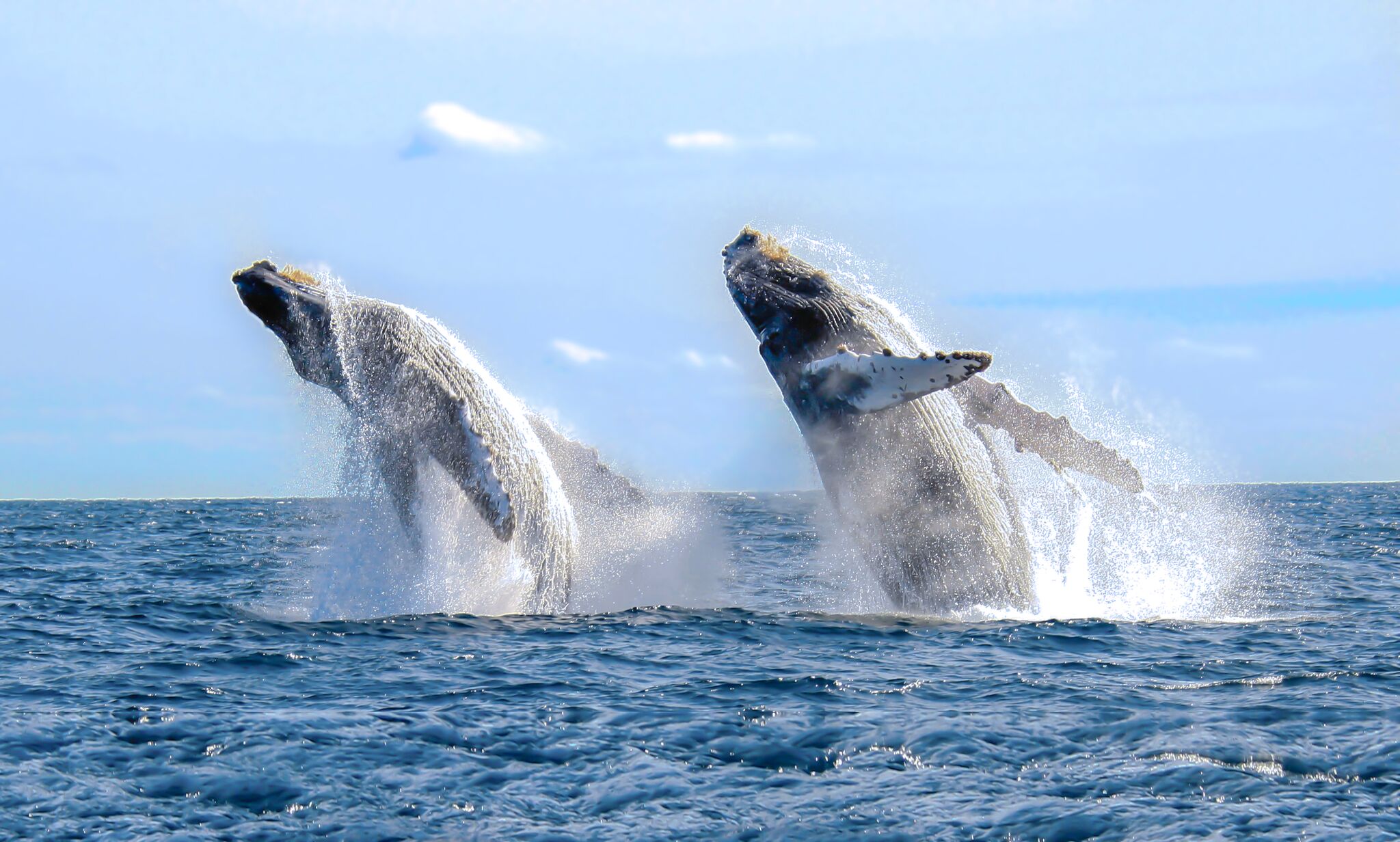 Conoce Por Que Cantan Las Ballenas En Los Cabos